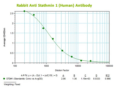 anti human stathmin 1 antibody